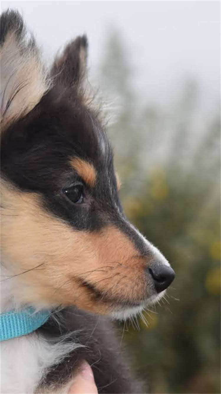 图片 最新纯种马犬价格表：品种特性与饲养成本深度.jpg