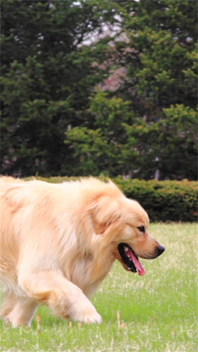 图片 最新贵宾犬购买全攻略：正规犬舍地址+价格区间+避坑指南🐾2.jpg