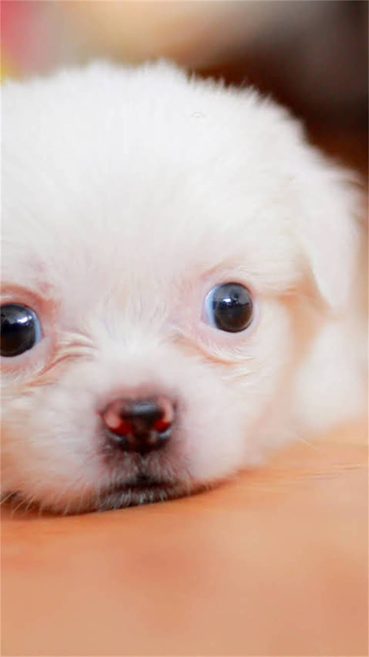 图片 最新防伪技术！素力高猫粮防伪标识查询全攻略：如何辨别真假？1.jpg