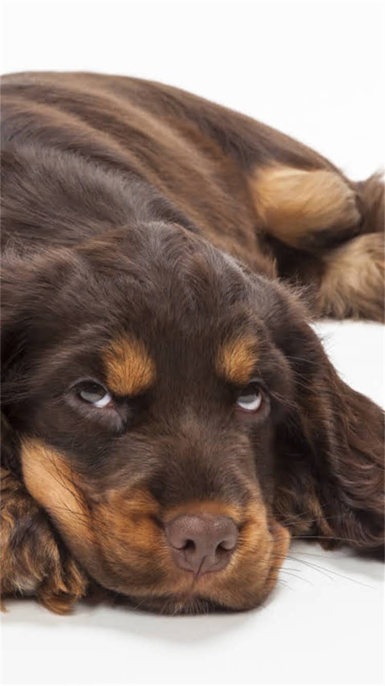 图片 最新雪纳瑞价格全：影响售价的5大因素+饲养成本清单2.jpg