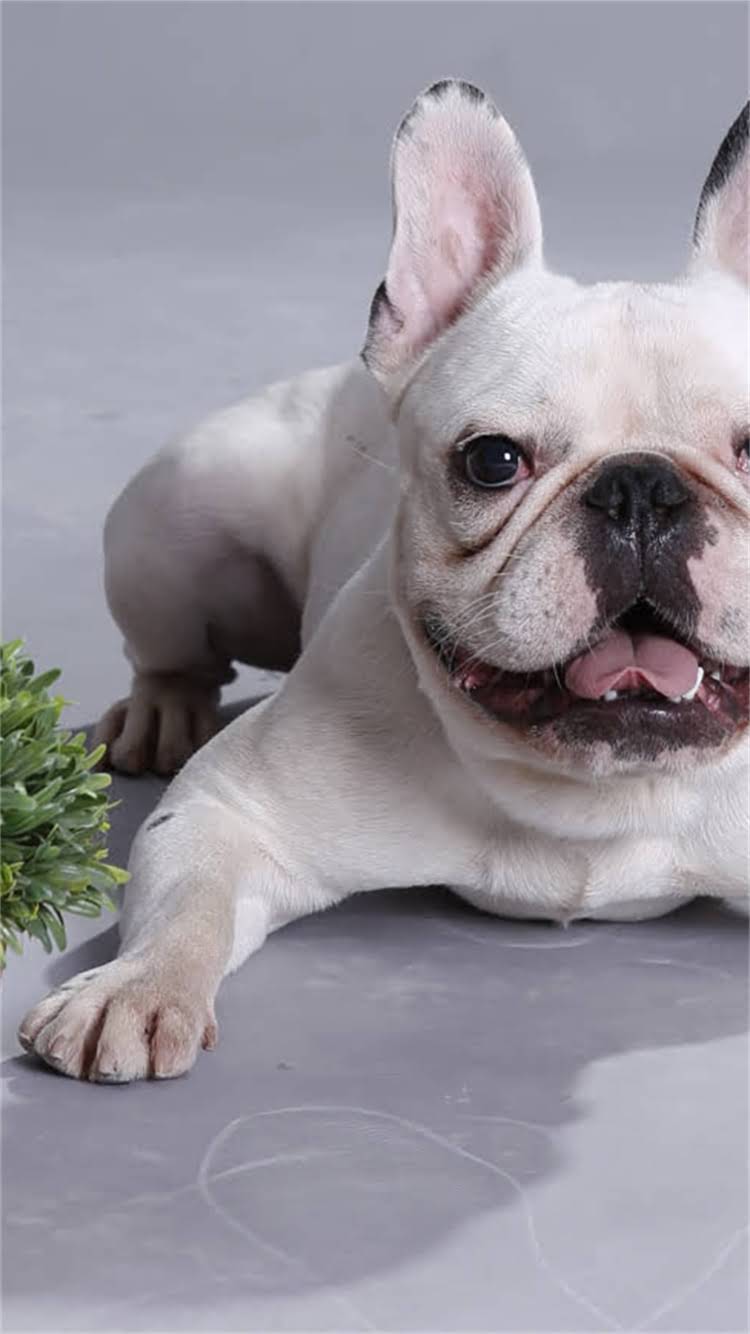 图片 最新：全国纯种土狗犬舍及领养指南（附品种特征与避坑攻略）.jpg