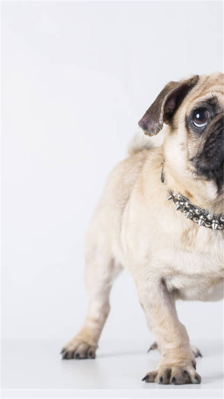 图片 最流行的英文名字推荐：给小狗起名指南（中英对照+易记技巧）.jpg