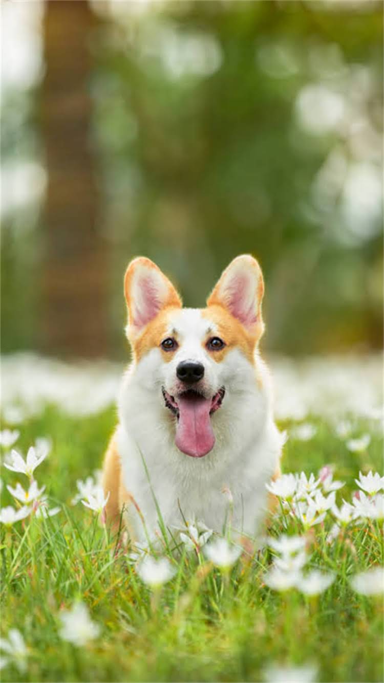 图片 最流行的英文名字推荐：给小狗起名指南（中英对照+易记技巧）1.jpg