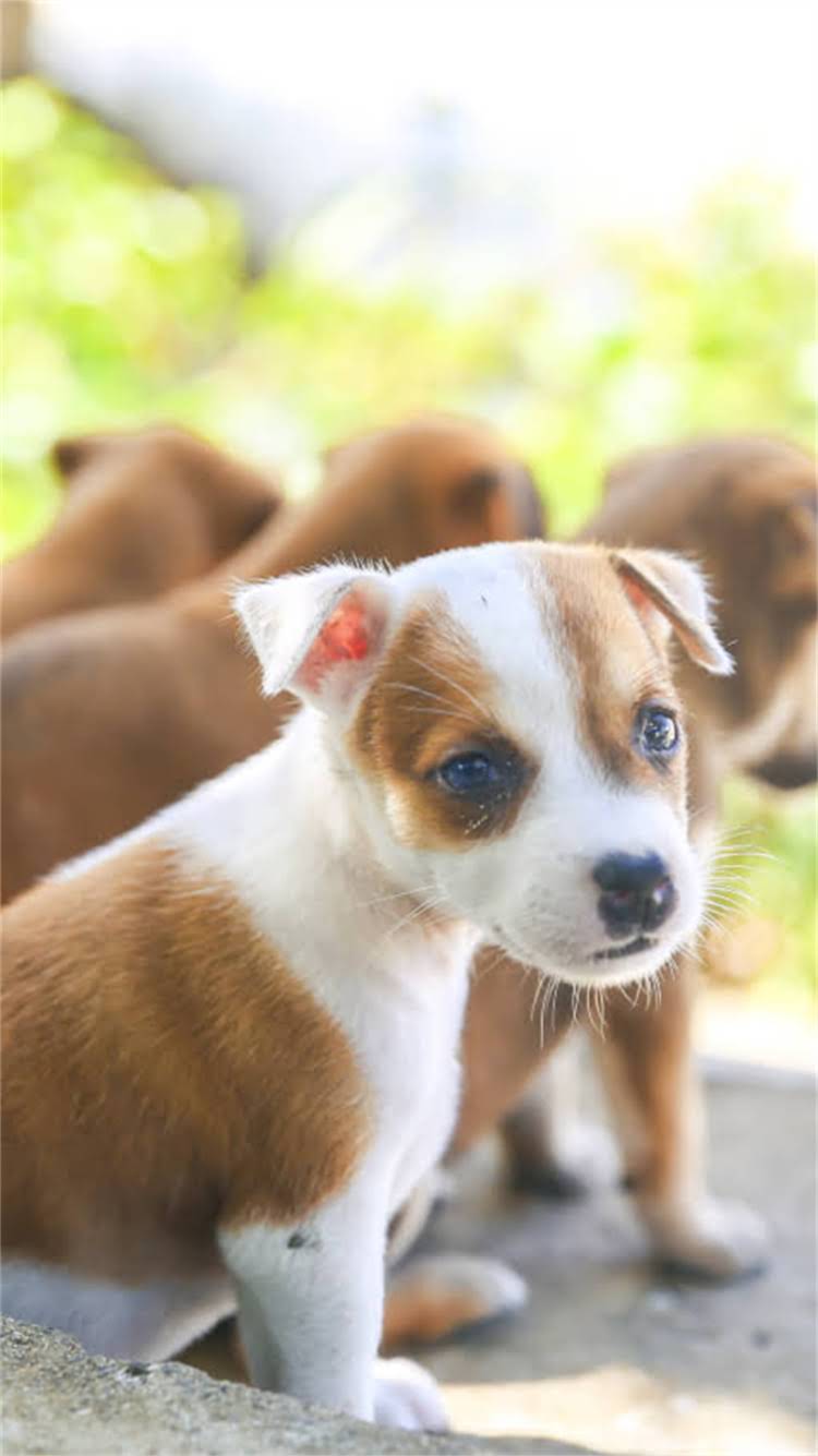 图片 最流行的英文名字推荐：给小狗起名指南（中英对照+易记技巧）2.jpg