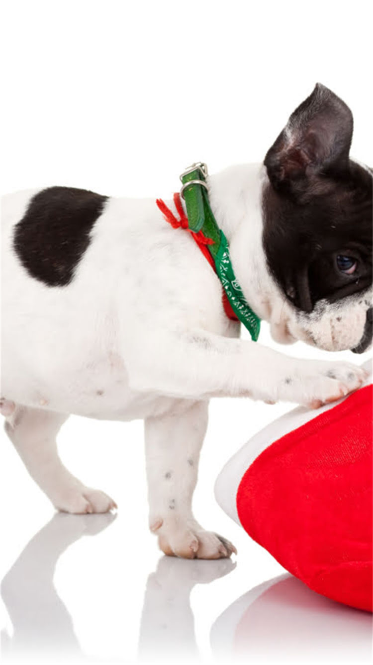 图片 权威指南德牧选育全攻略：纯种幼犬5大核心标准+血统验证技巧，助您轻松避坑.jpg