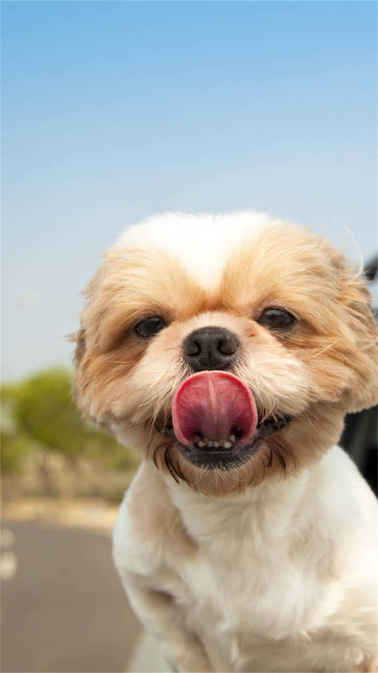 图片 权威指南狗狗疫苗辨别全攻略：如何快速识别假疫苗，守护爱犬健康.jpg