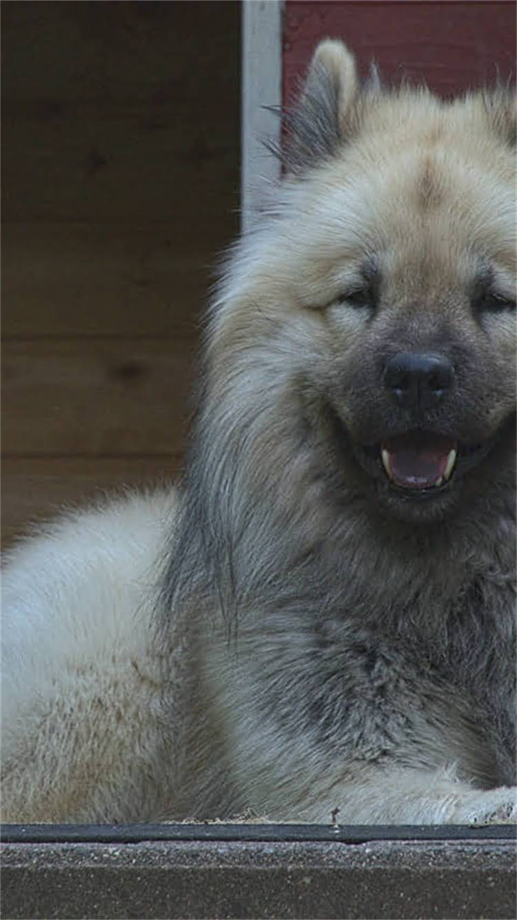 图片 权威指南狗狗疫苗辨别全攻略：如何快速识别假疫苗，守护爱犬健康1.jpg