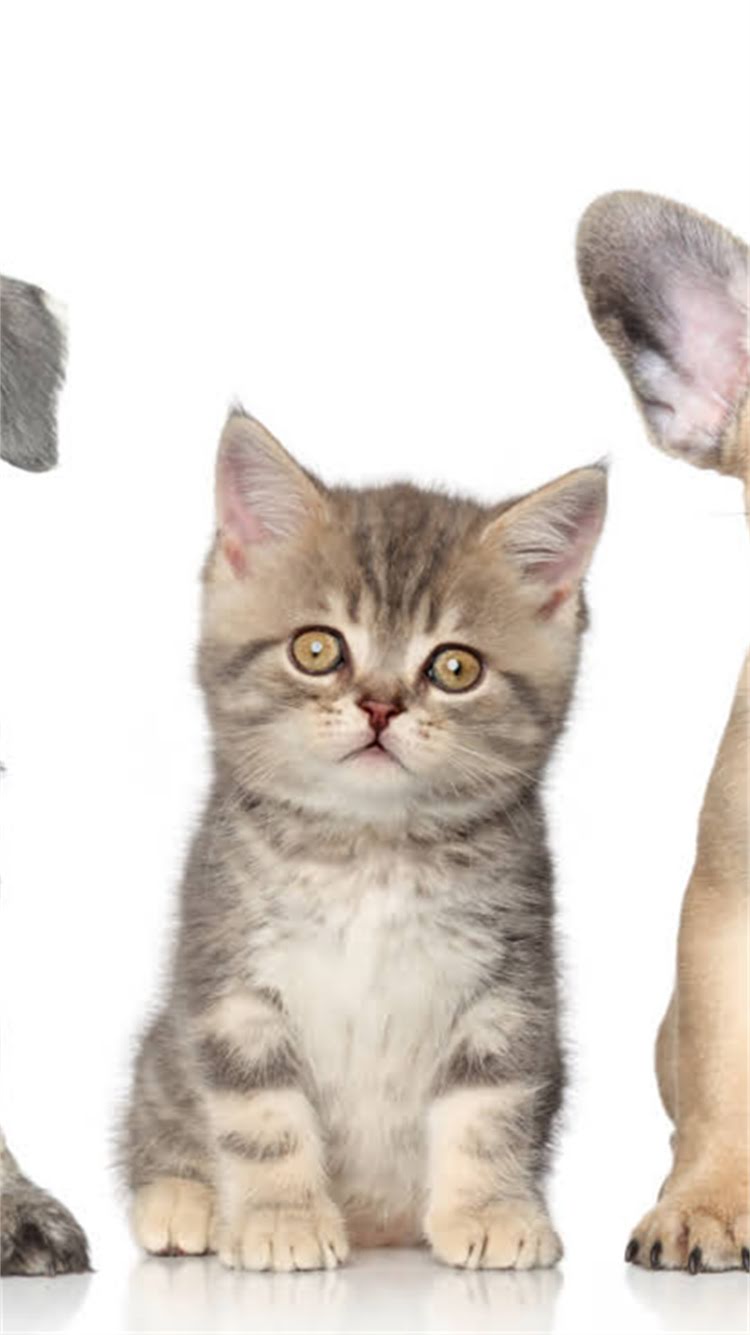 图片 权威指南：如何选择靠谱的狗狗疫苗网站？疫苗种类避坑技巧品牌推荐全1.jpg