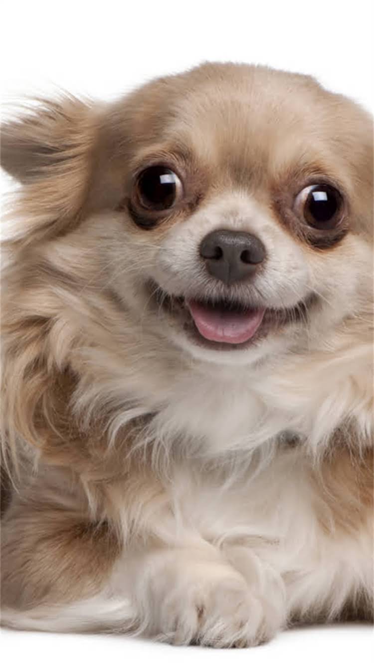 图片 权威指南：如何选择靠谱的狗狗疫苗网站？疫苗种类避坑技巧品牌推荐全2.jpg