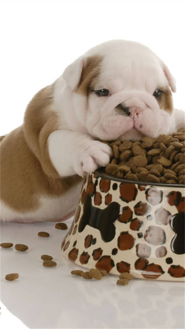 图片 杜宾犬疫苗最新价格清单+品牌对比+接种指南（附注意事项）2.jpg