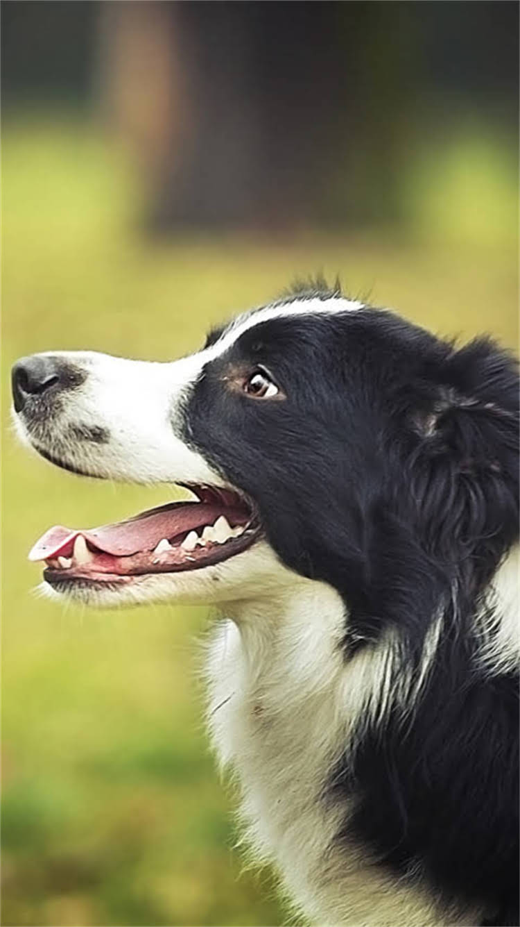 图片 杜高犬正确训练指南：如何培养其捕猎本能与社交礼仪2.jpg