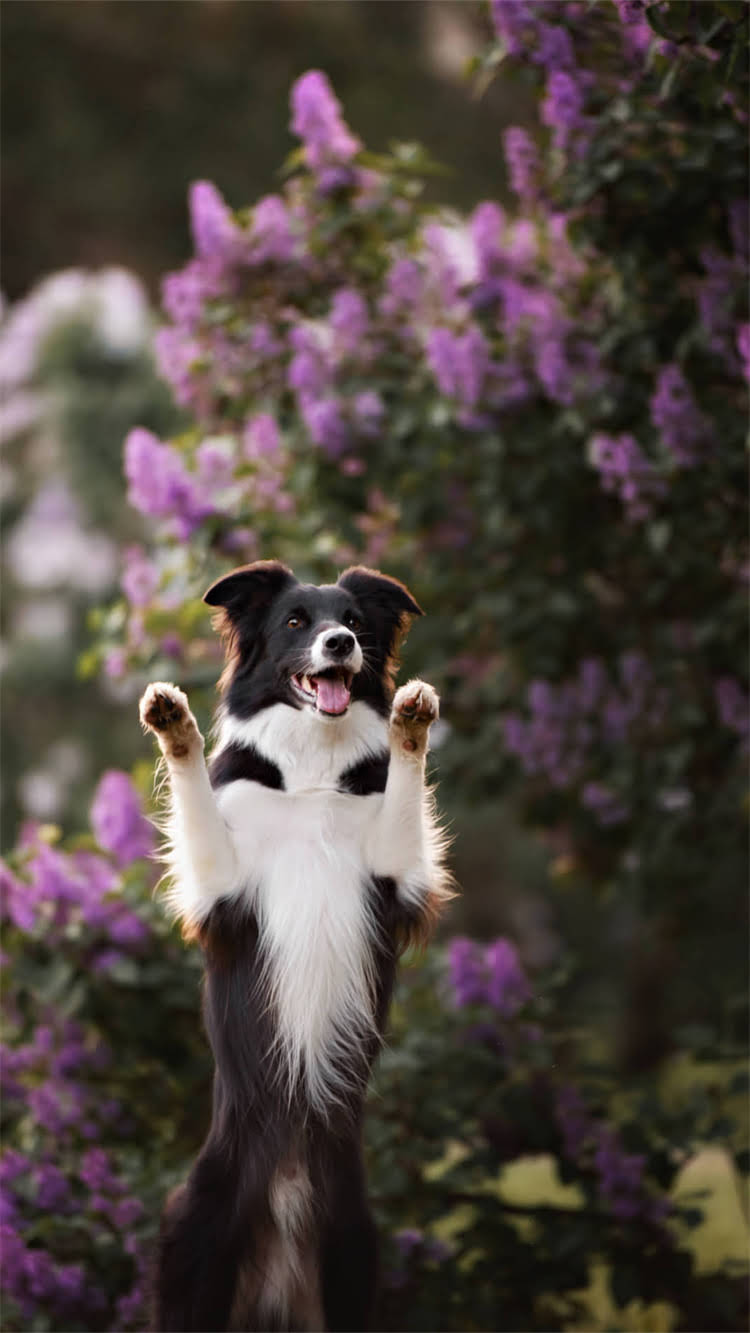 图片 杰克罗素梗犬纯种价格多少钱？全及购买避坑指南（附品种特性与饲养成本）.jpg