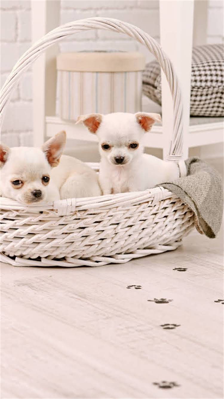 图片 杰克罗素梗犬纯种价格多少钱？全及购买避坑指南（附品种特性与饲养成本）2.jpg