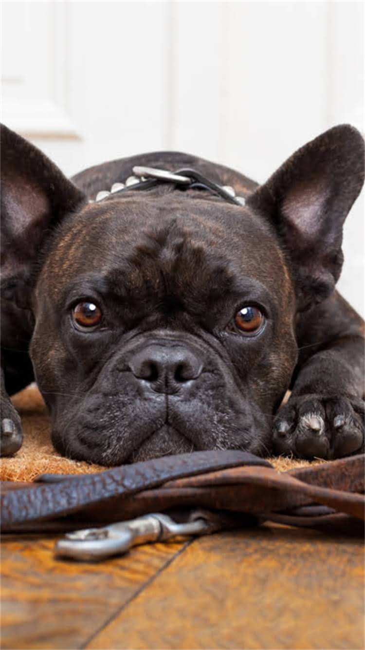 图片 松木对龙猫有毒吗？最新研究+安全替代方案全1.jpg