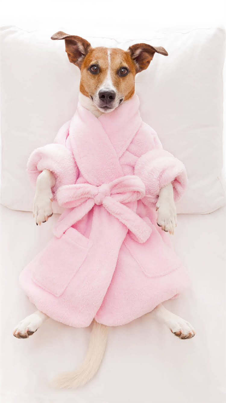 图片 松木对龙猫有毒吗？最新研究+安全替代方案全2.jpg