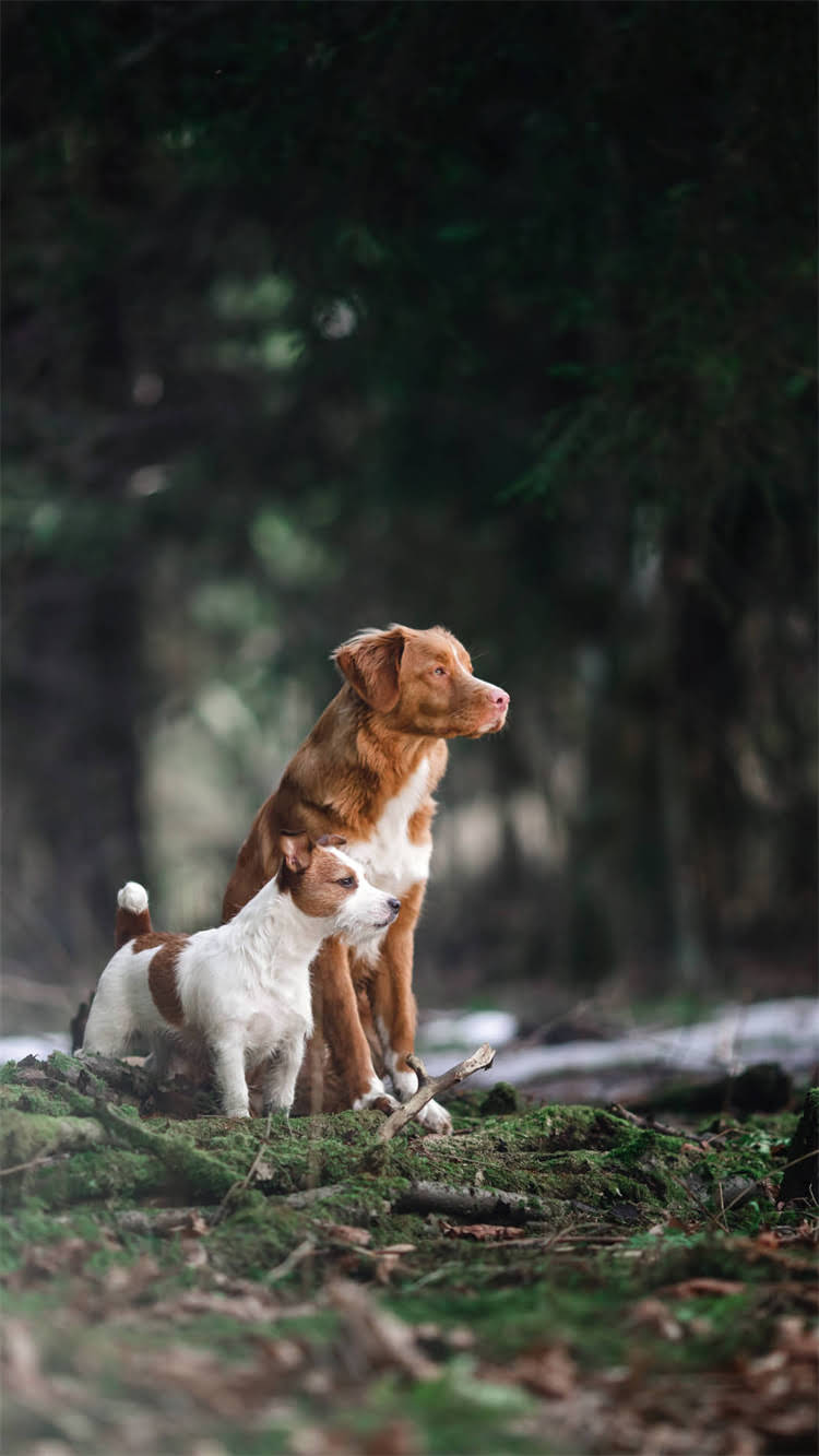 图片 松鸦说话训练全攻略：从基础到高阶的7步实操指南（附科学训练原理）.jpg