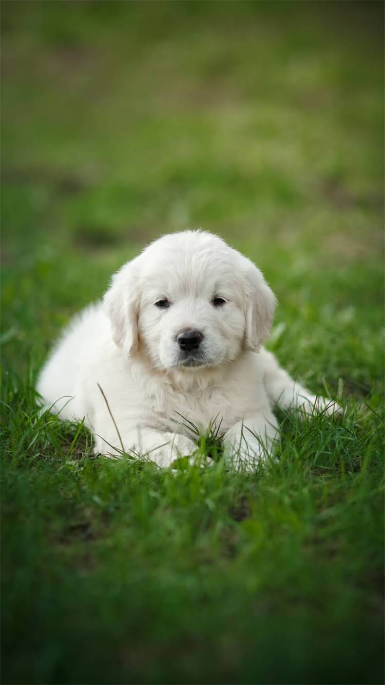 图片 松鸦说话训练全攻略：从基础到高阶的7步实操指南（附科学训练原理）1.jpg