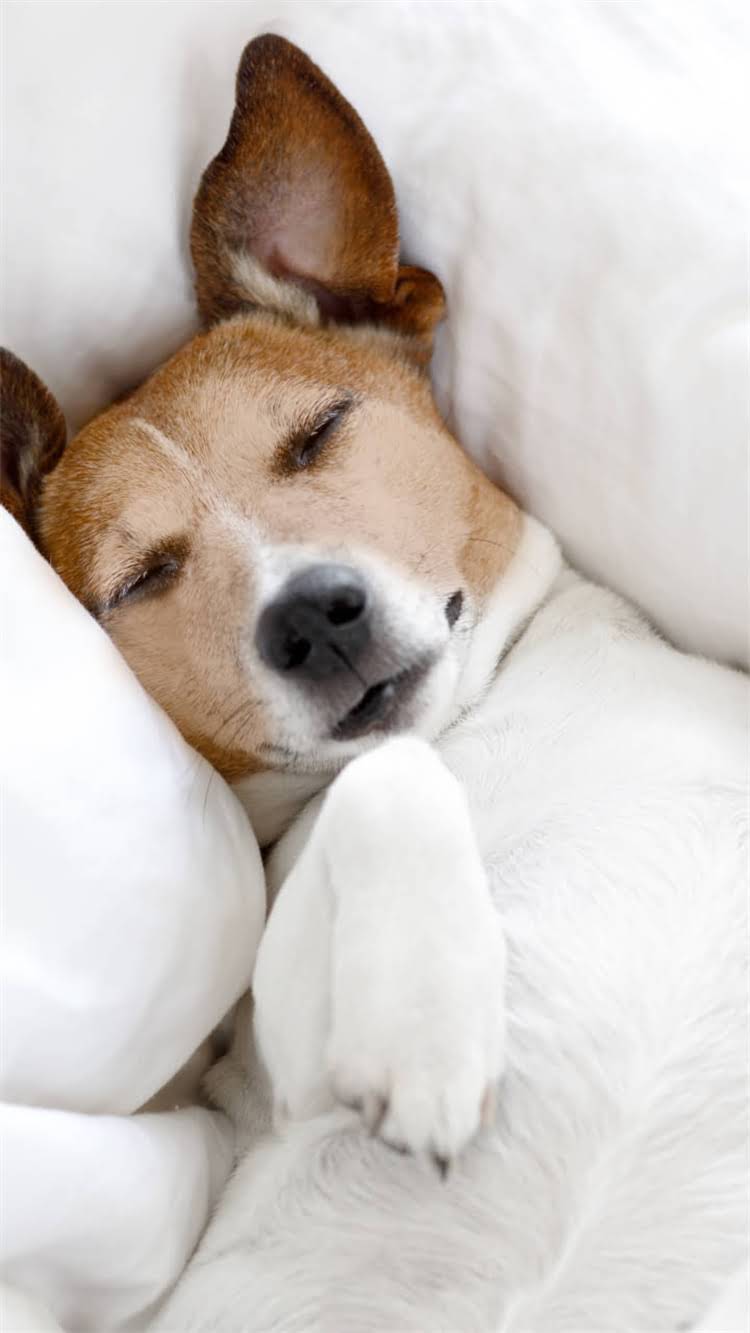 图片 柯基上厕所训练全攻略🐾5步搞定定点如厕💩养狗人必看！.jpg