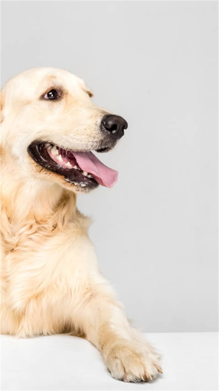 图片 柯基上厕所训练全攻略🐾5步搞定定点如厕💩养狗人必看！1.jpg