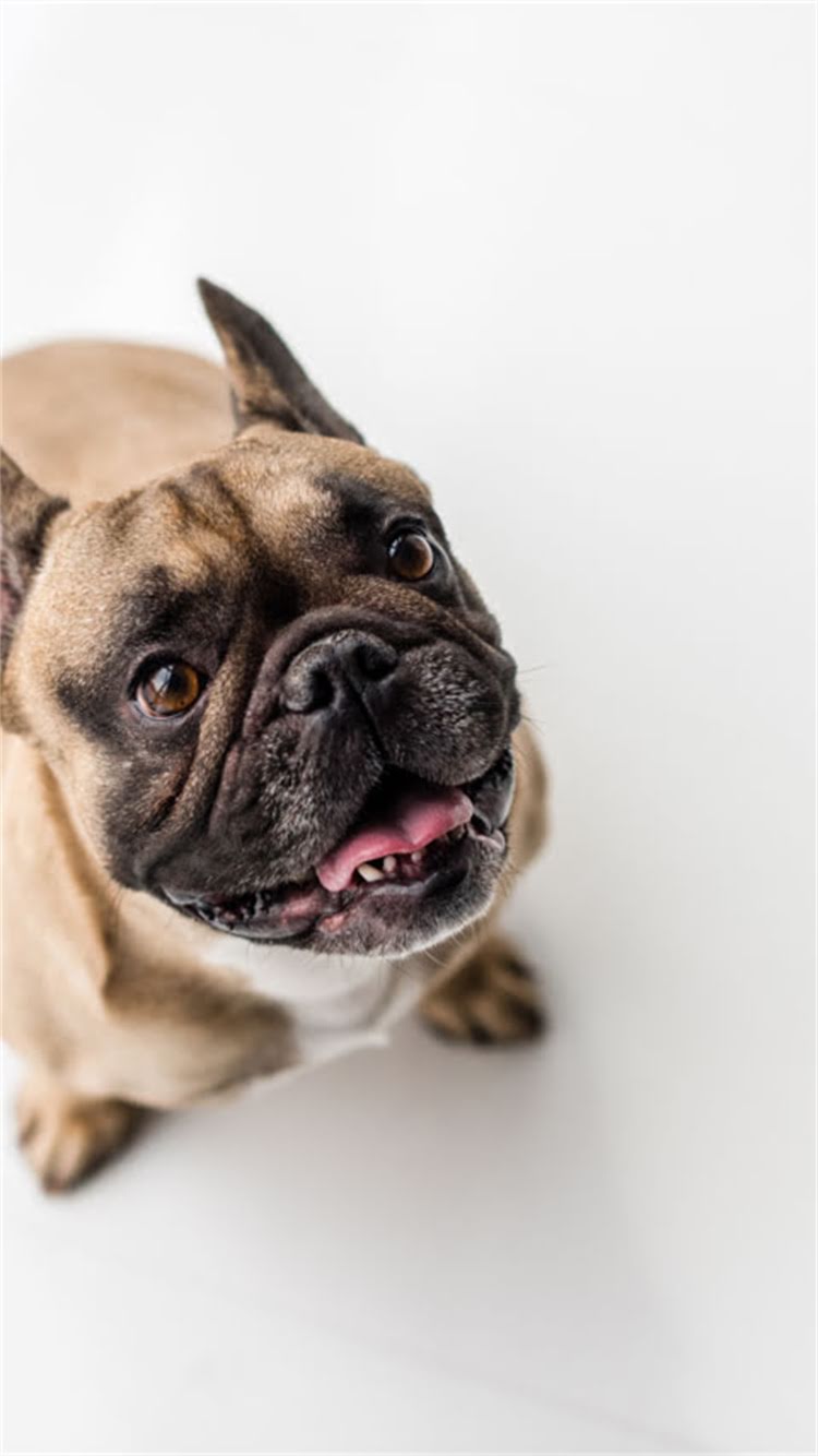 图片 柯基不听名字怎么办？5大科学训练法让狗狗秒回眸宠物行为专家亲授.jpg