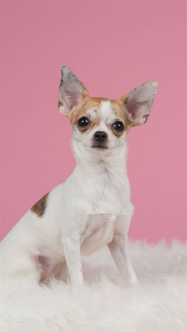 图片 柯基不听名字怎么办？5大科学训练法让狗狗秒回眸宠物行为专家亲授2.jpg