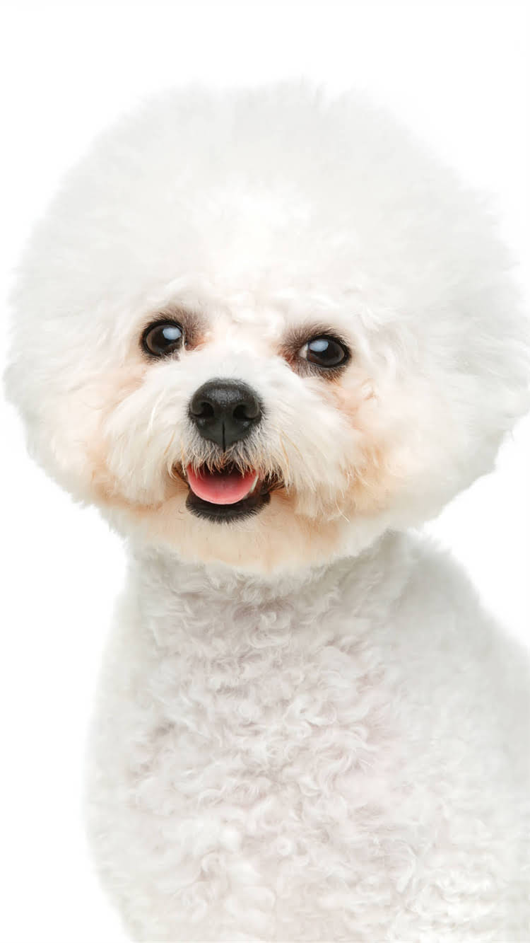 图片 柯基与白色雪纳瑞混血犬全：后代特征、饲养指南及优缺点分析.jpg