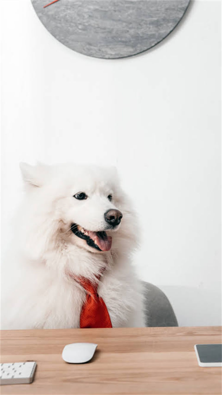 图片 柯基剃毛后毛发变色怎么办？柯基剃毛后变黑原因及处理方法全1.jpg