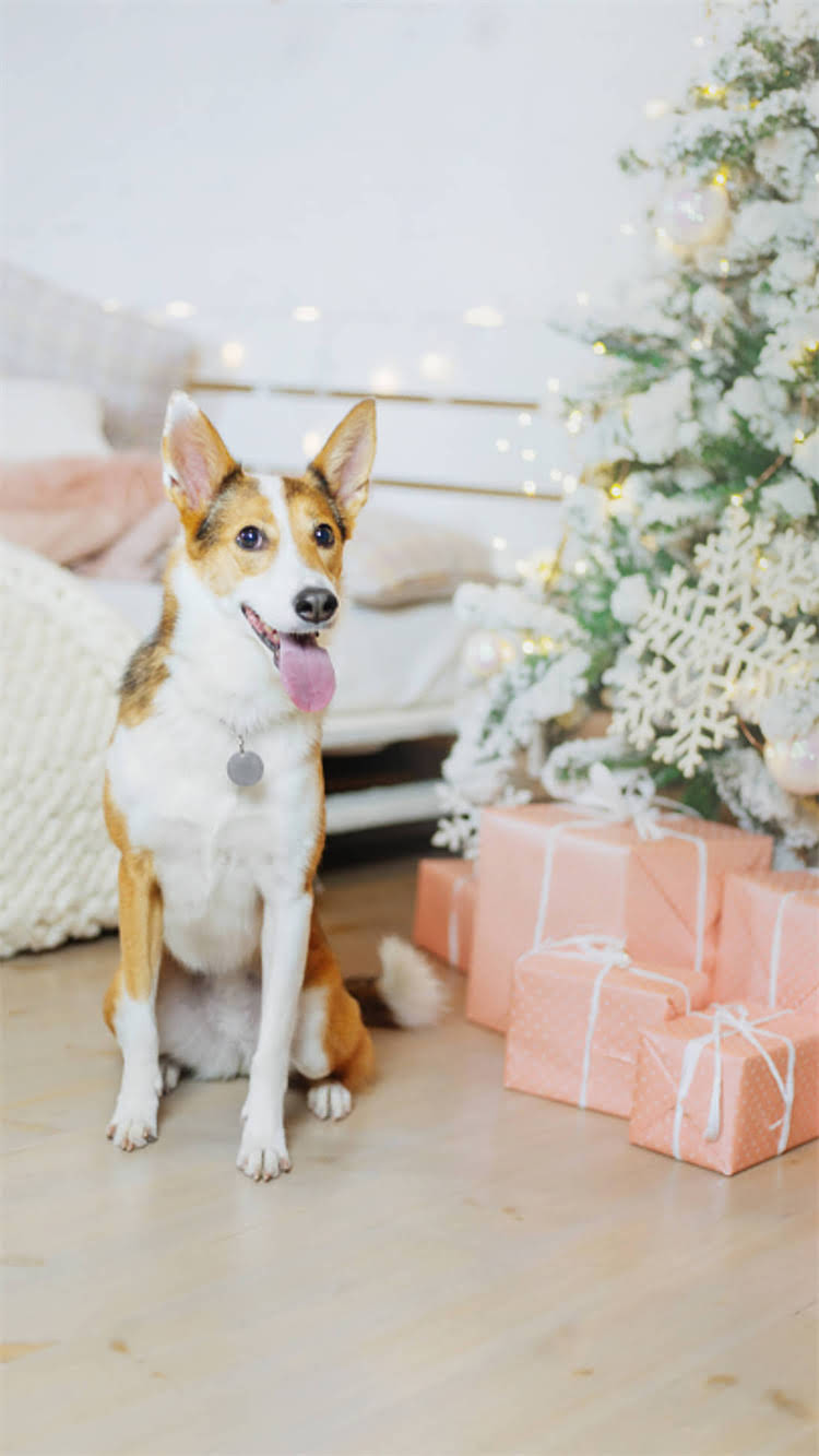 图片 柯基幼犬什么时候能吃水果？柯基3月龄可少量尝试，6月龄后需科学喂养（附安全指南）.jpg