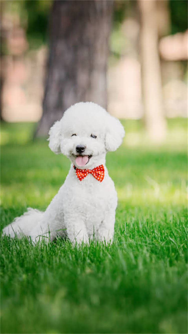 图片 柯基幼犬体重标准（3-6月龄）及成年后健康体重范围全：附科学饲养指南1.jpg