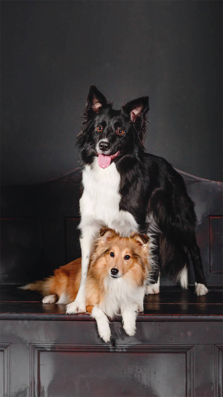 图片 柯基幼犬多久能吃肉？科学喂养指南与注意事项.jpg