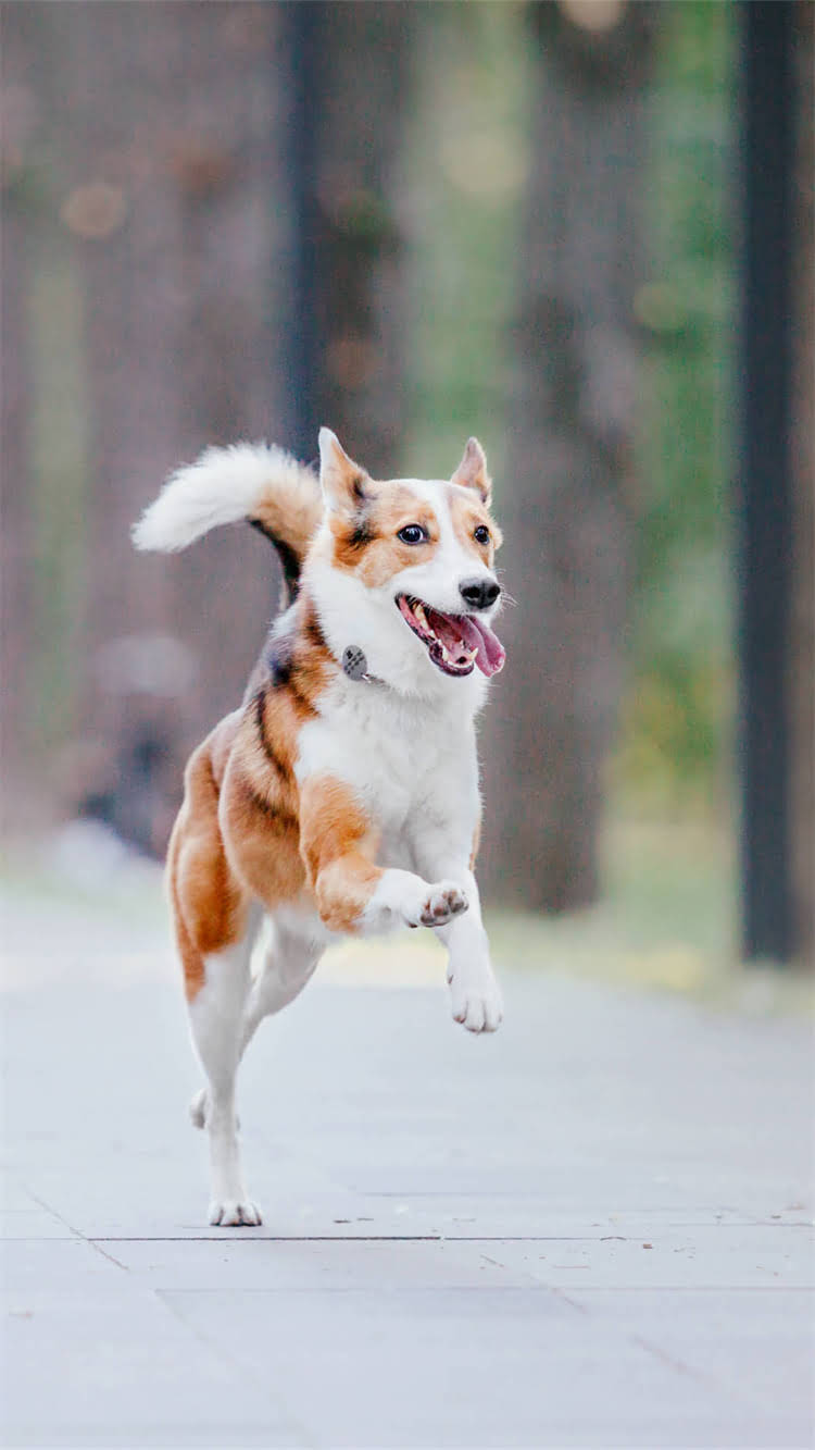 图片 柯基幼犬多久能吃肉？科学喂养指南与注意事项1.jpg