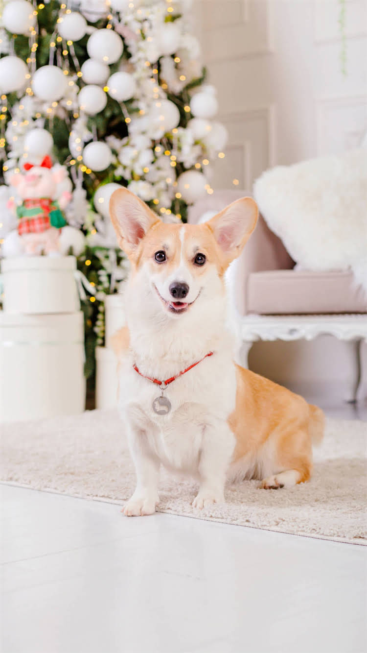 图片 柯基幼犬多久能吃肉？科学喂养指南与注意事项2.jpg