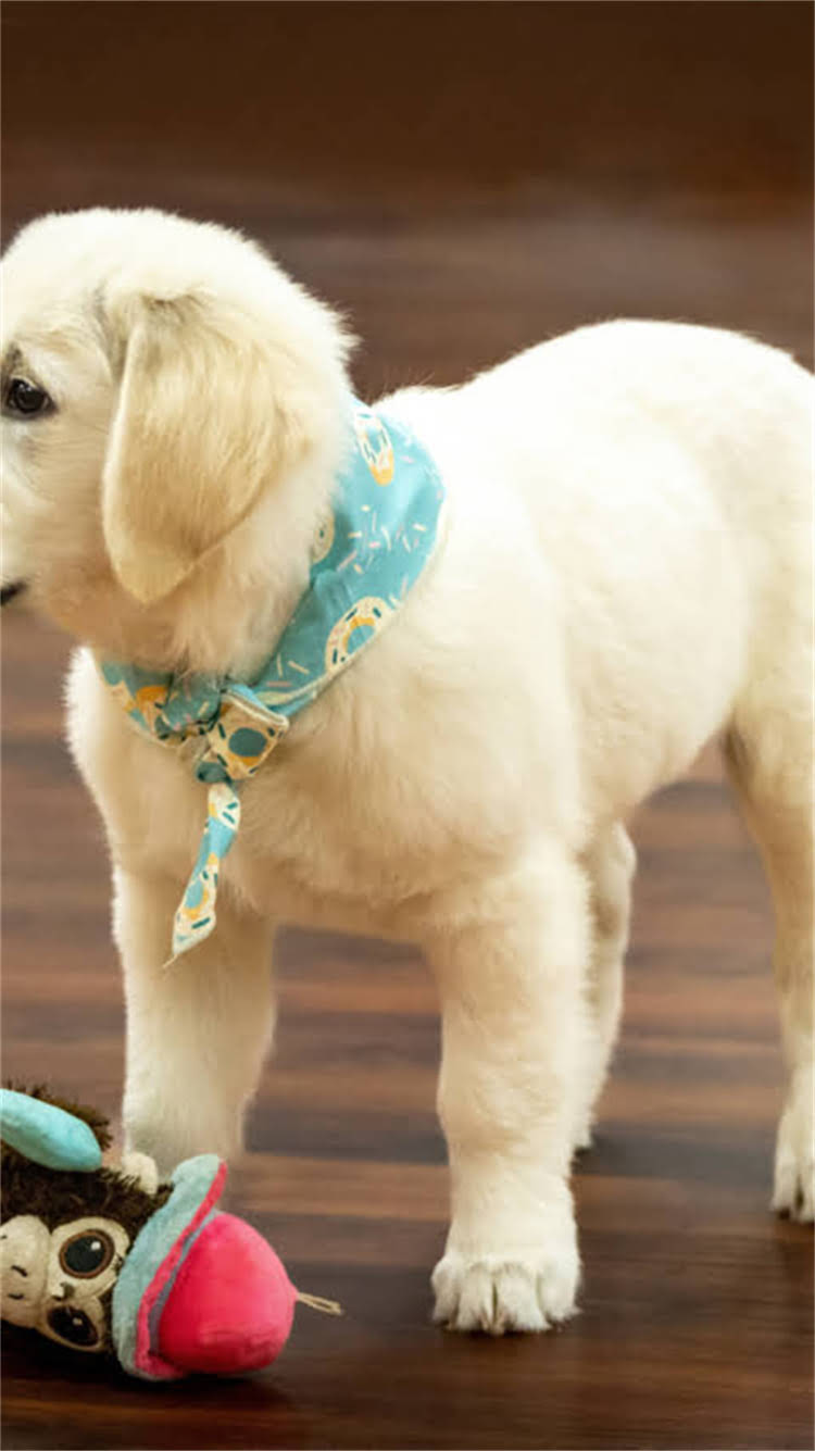 图片 柯基幼犬怕大犬怎么办？3步建立安全感，专家教你正确相处技巧2.jpg