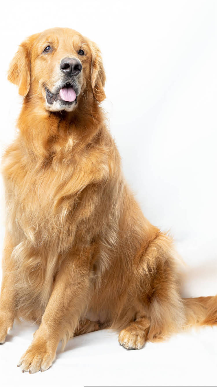 图片 柯基幼犬晚上乱叫怎么办？5大专业训练法+常见误区避坑指南.jpg