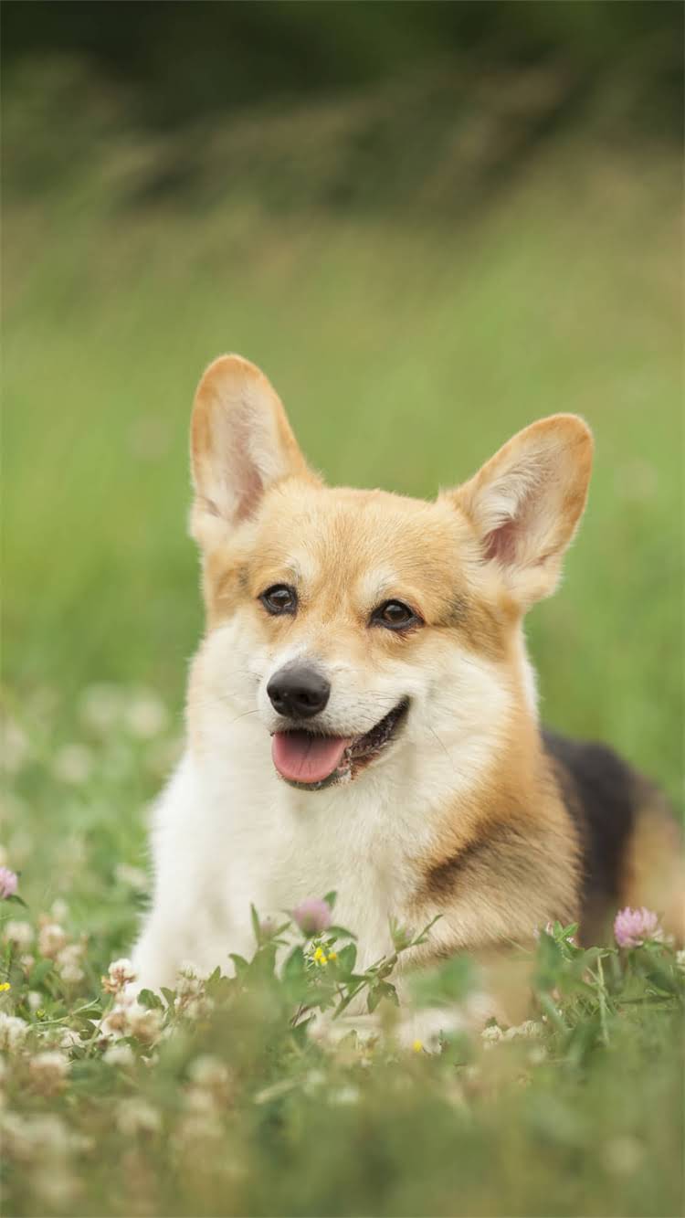 图片 柯基幼犬晚上乱叫怎么办？5大专业训练法+常见误区避坑指南1.jpg