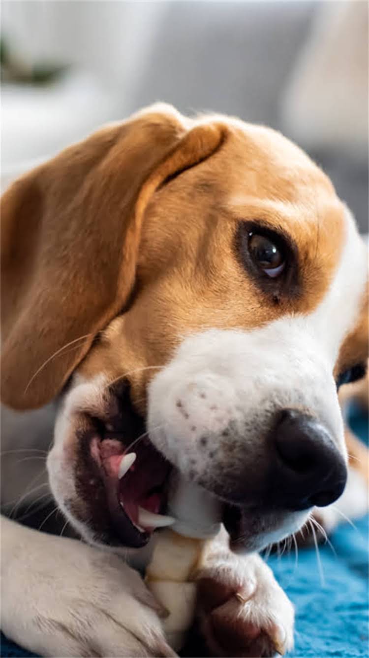 图片 柯基幼犬晚上乱叫怎么办？5大专业训练法+常见误区避坑指南2.jpg