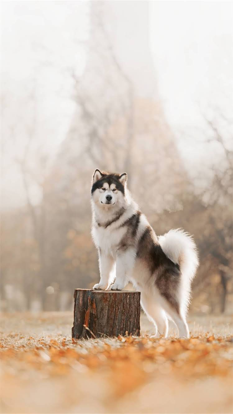 图片 柯基幼犬毛色变化全：科学养护与遗传规律指南.jpg