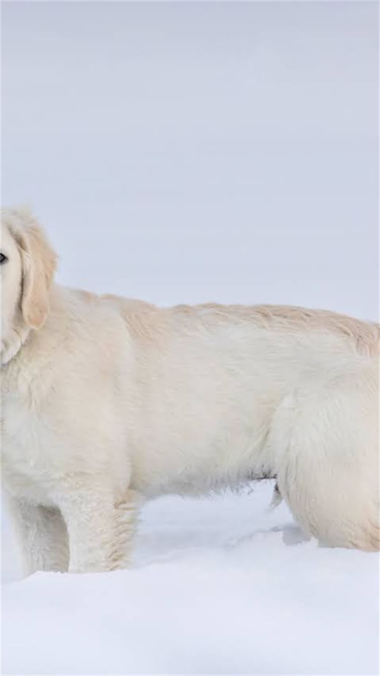 图片 柯基幼犬科学喂养指南：月龄分阶段营养搭配与常见误区.jpg