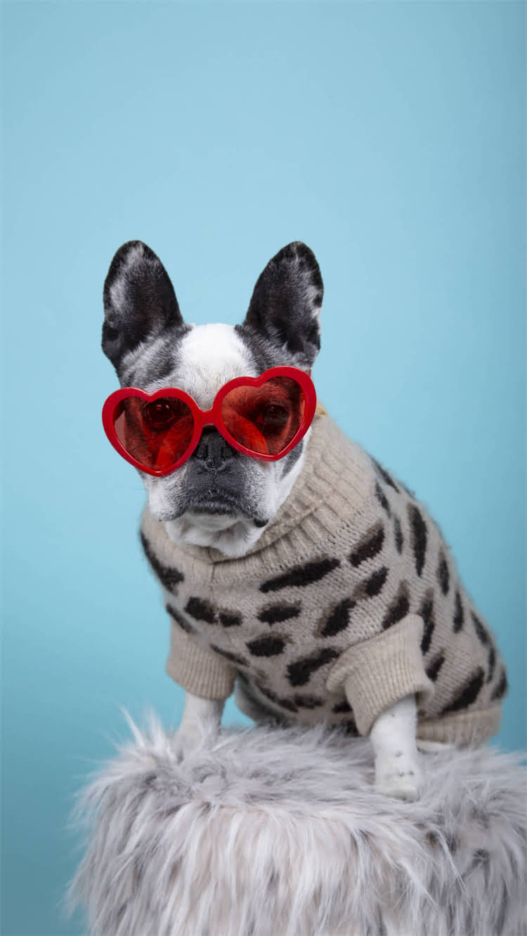 图片 柯基幼犬科学喂养指南：月龄分阶段营养搭配与常见误区1.jpg