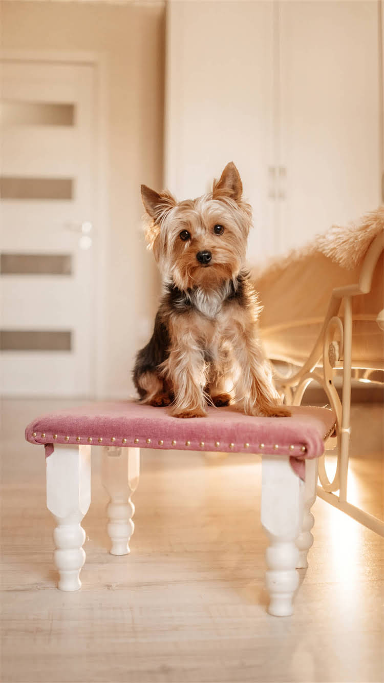 图片 柯基幼犬科学喂养指南：月龄分阶段营养搭配与常见误区2.jpg