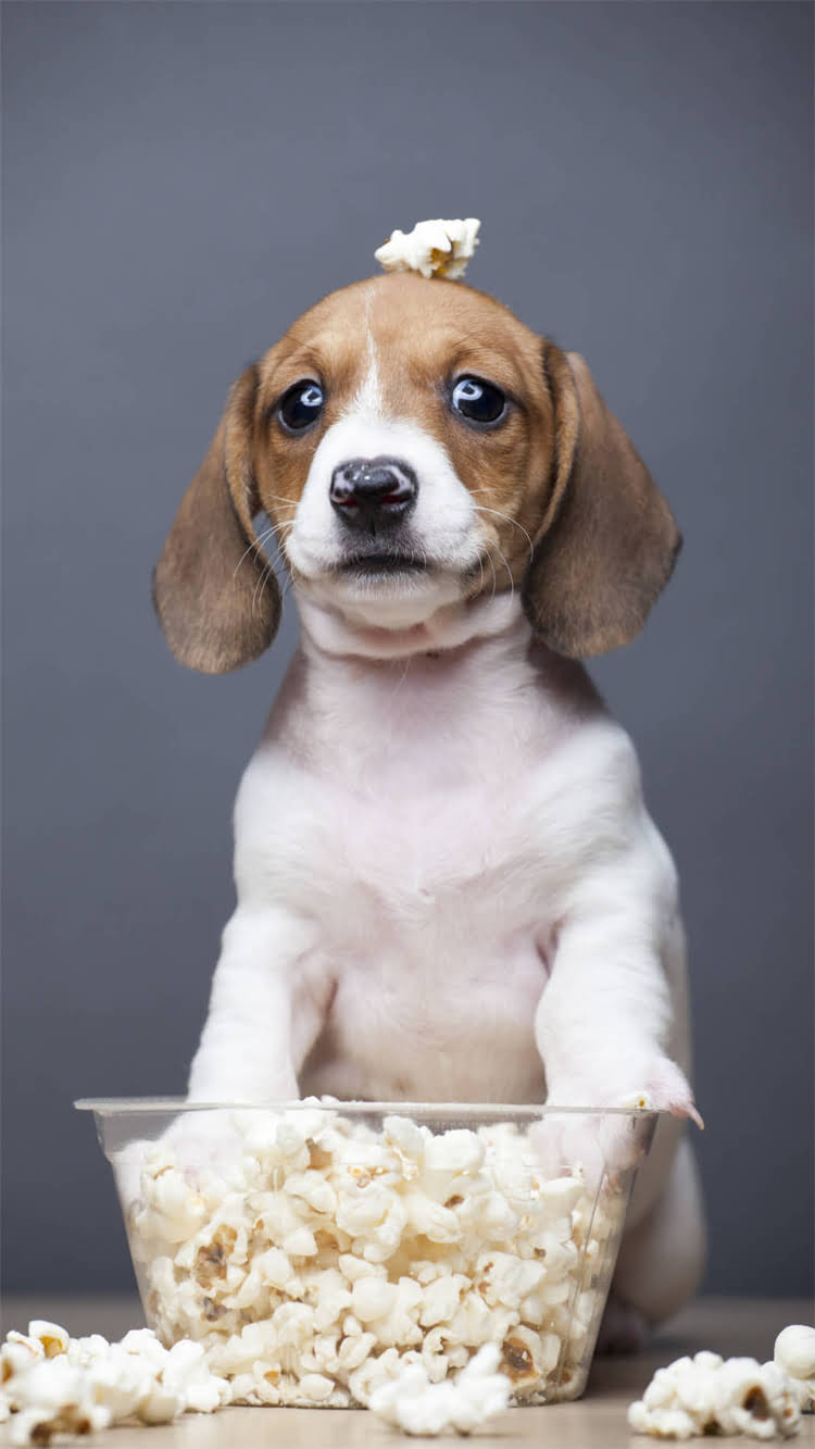 图片 柯基幼犬科学饮水指南：5大注意事项与常见误区（附健康饮水方案）.jpg