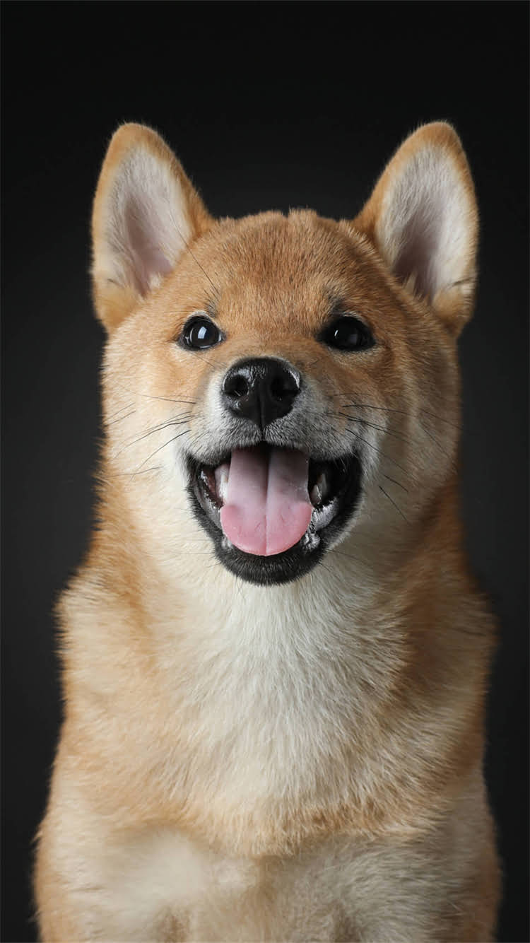 图片 柯基幼犬走路不稳怎么办？资深兽医教你3步解决腿软问题，附护理指南2.jpg