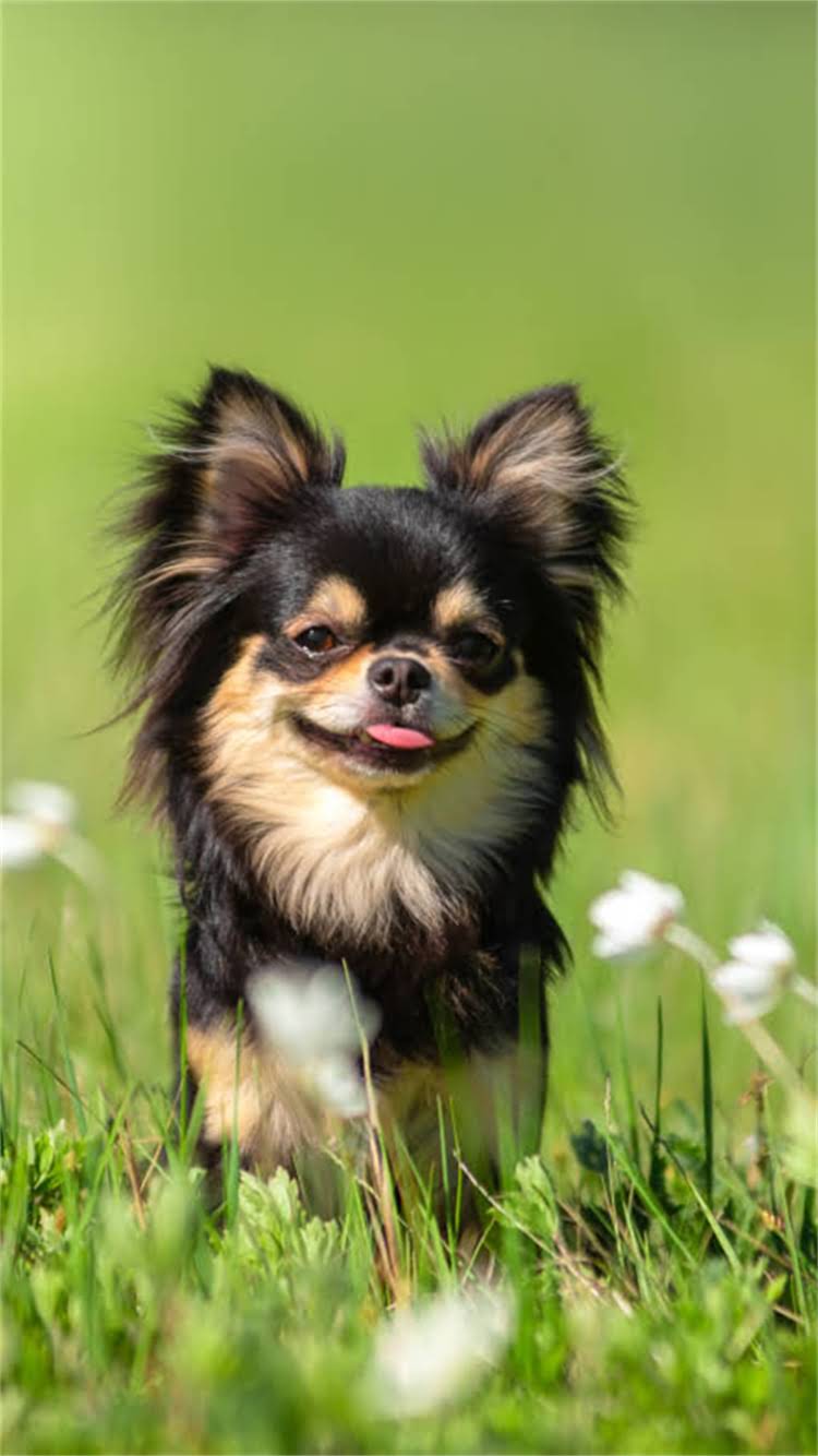 图片 柯基成年犬到底有多大？身高体重全（附柯基犬体型图片）.jpg
