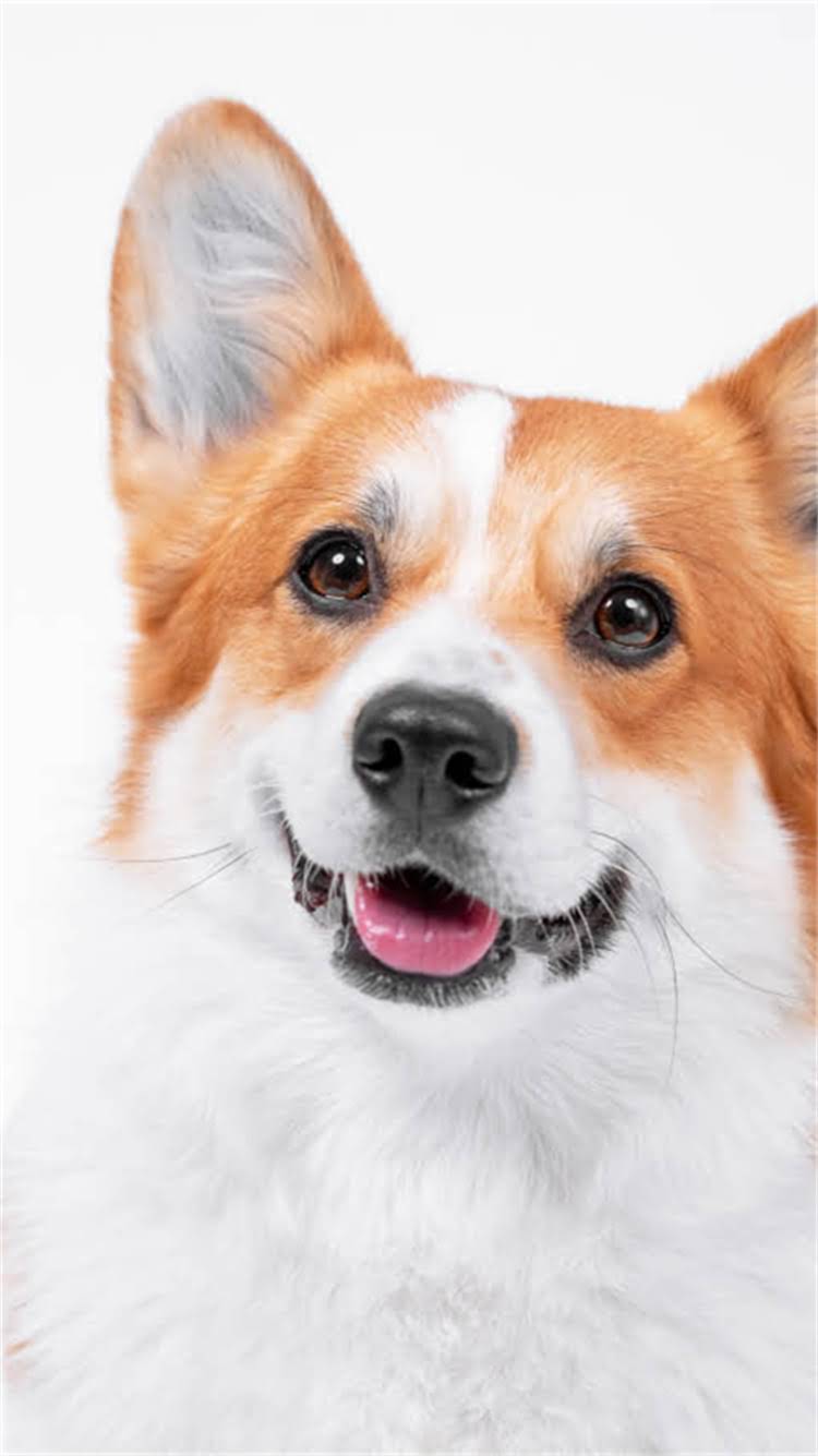 图片 柯基成年犬到底有多大？身高体重全（附柯基犬体型图片）1.jpg