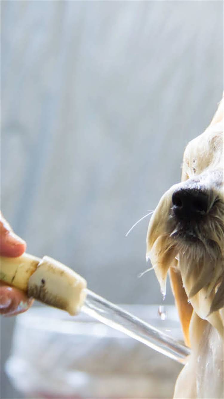图片 柯基母犬的珍贵特性与科学饲养全指南.jpg