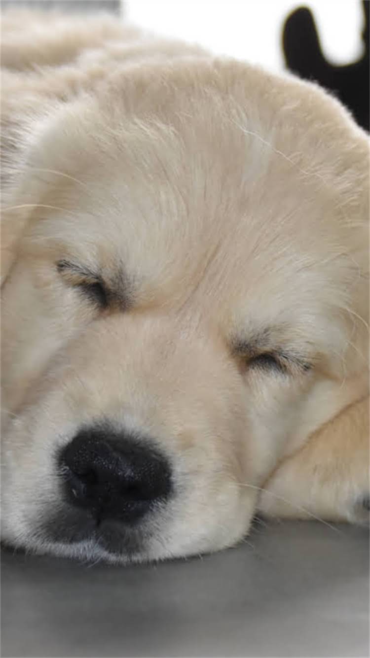 图片 柯基犬1-8岁体型全：成年体重身高标准与养护指南1.jpg