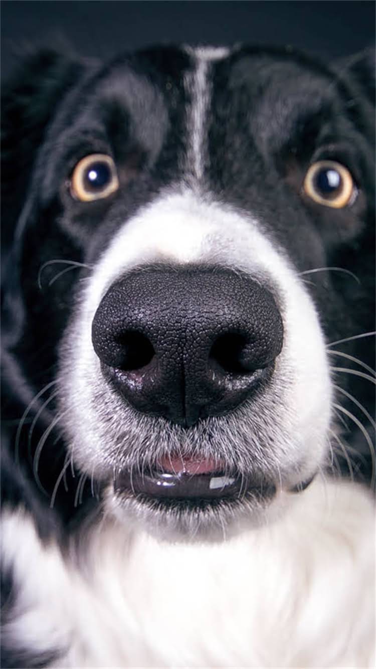 图片 柯基犬VS金毛寻回犬：全面对比哪种更适合家庭饲养.jpg