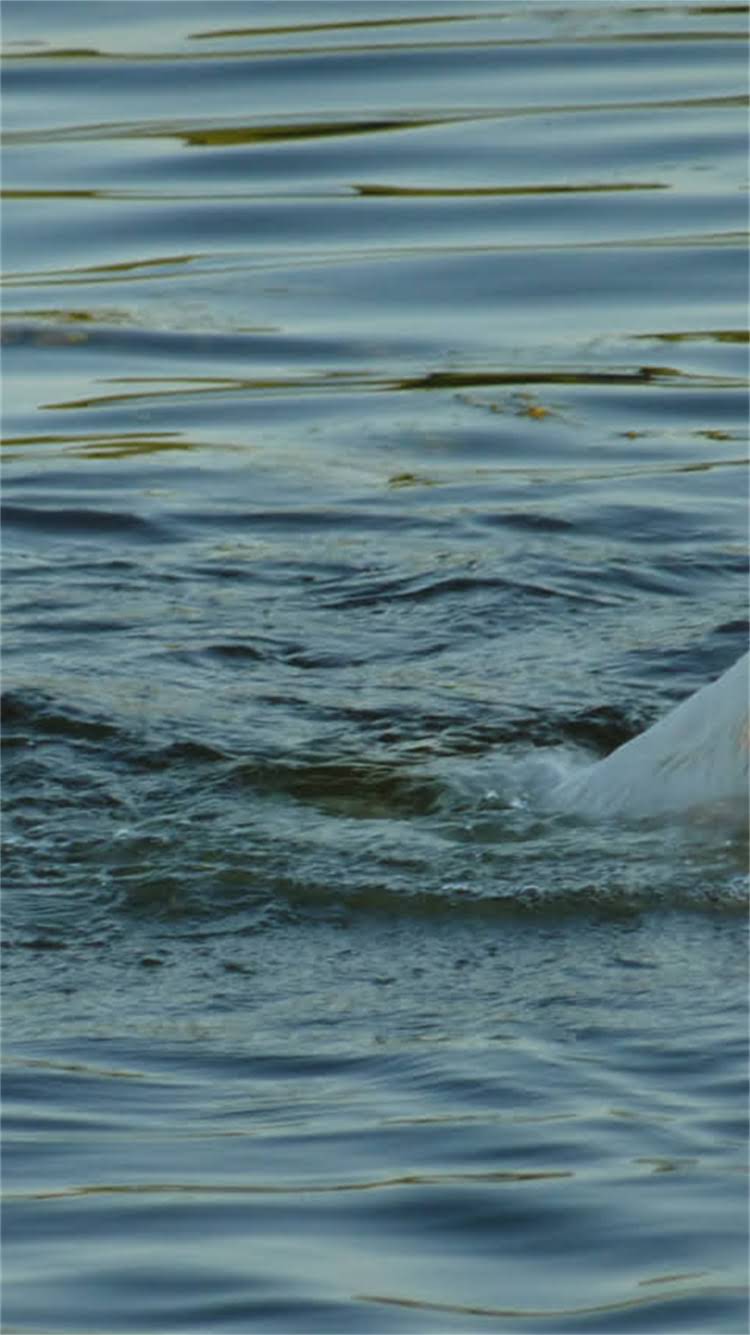 图片 柯基犬VS金毛寻回犬：全面对比哪种更适合家庭饲养2.jpg