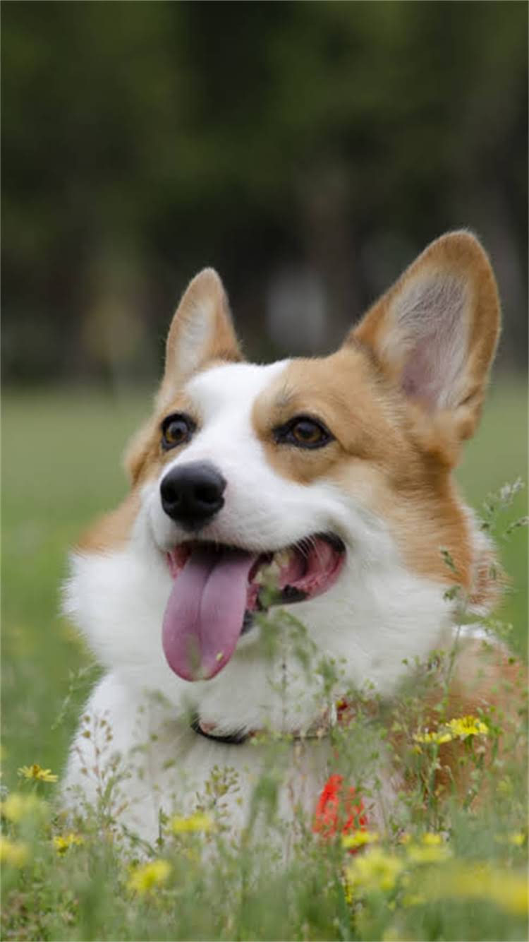 图片 柯基犬乱叫怎么办？亲测有效的5大训练法+环境调整指南（附避坑攻略）.jpg