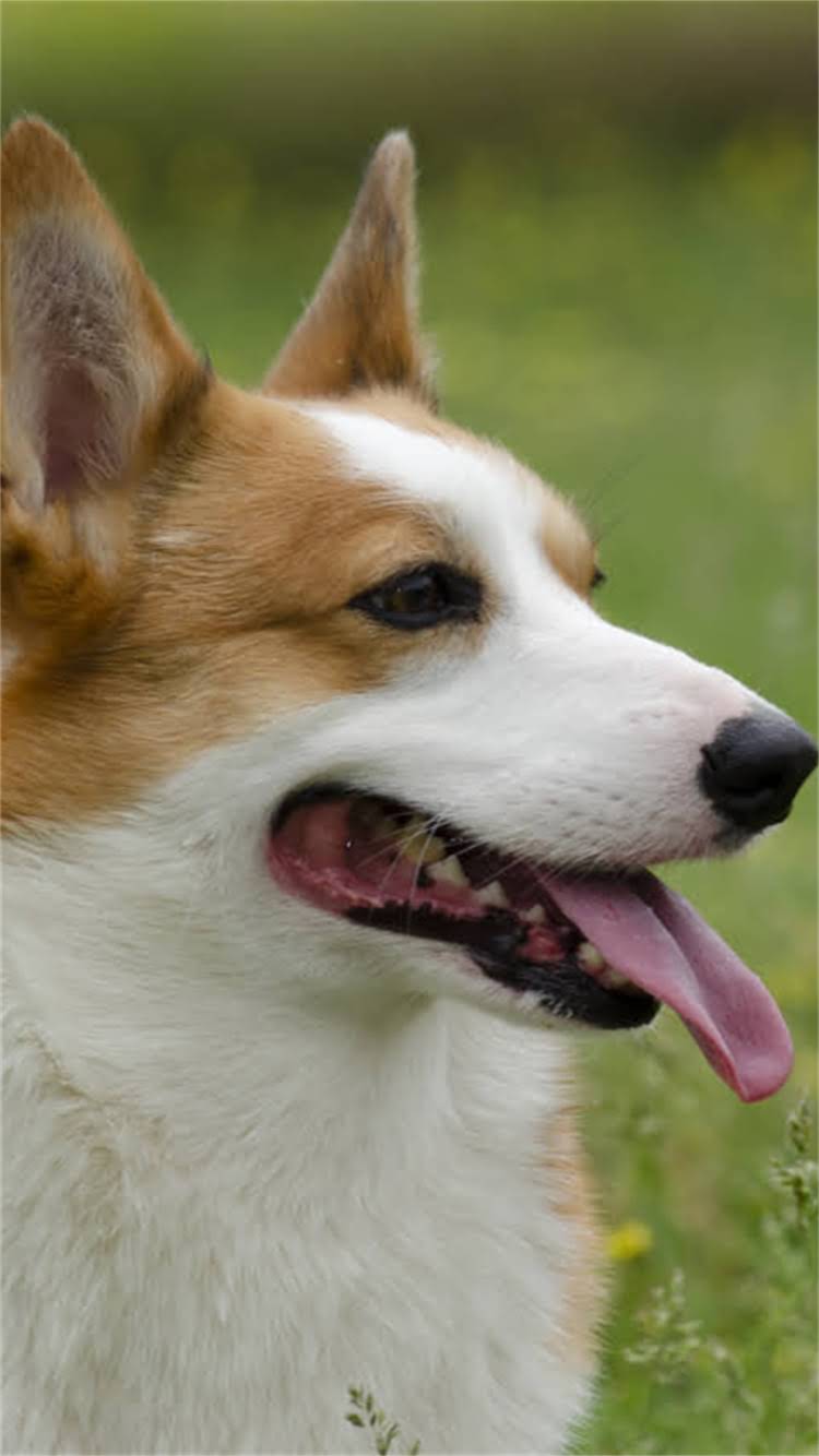 图片 柯基犬乱叫怎么办？亲测有效的5大训练法+环境调整指南（附避坑攻略）1.jpg